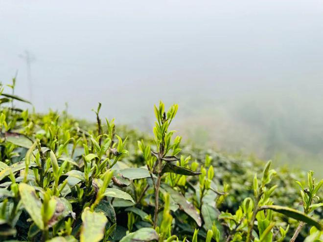 茶